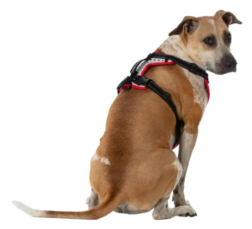 Nathan Dog Harness